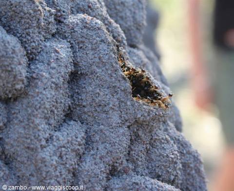 Termite mounds