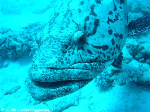 Potato Code: Giant Grouper