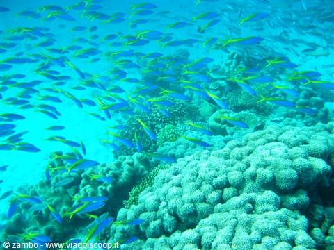 School of blue and yellow fish swimming over corals in turquoise water