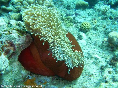 Anemone
