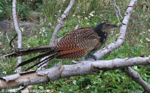 Australian Pheasant???