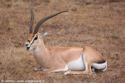 Thompson Gazelle in the Masai Mara