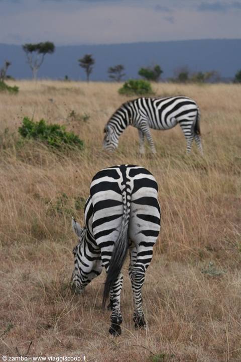 The rear....Zebra