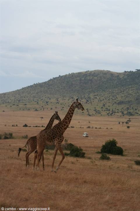 Giraffes strolling - Masai Mara