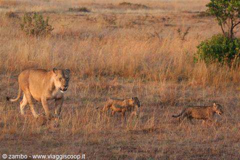 Lions at dawn
