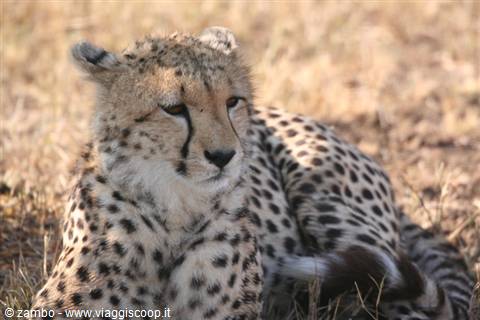 Cheetah