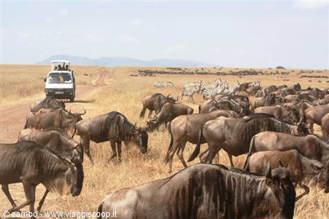 Wildebeest migrating
