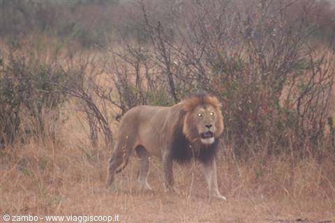 Simba, the king of the savannah