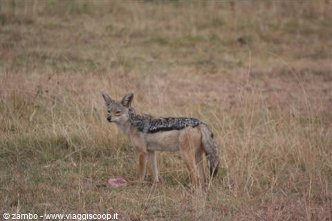 Small but voracious, the Jackal