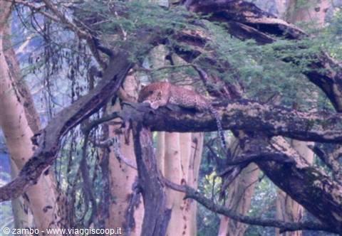 The first Leopard