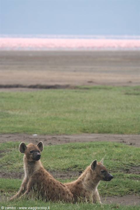 Hyenas