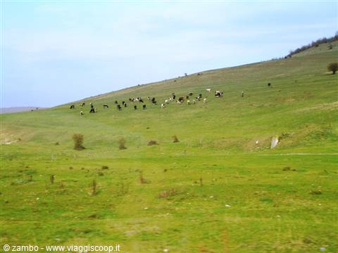 Grazing...