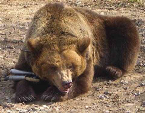 What sadness....a bear on a chain.....