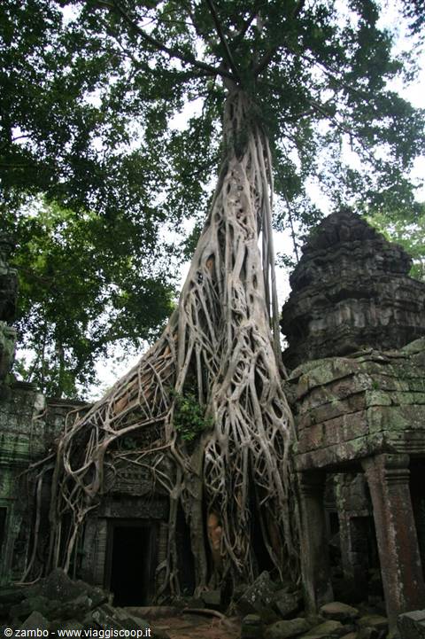 Ta Prohm