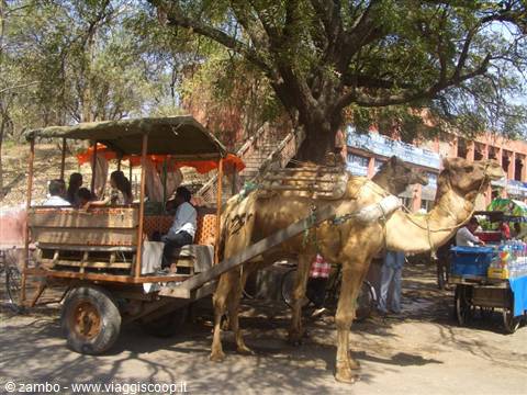 Camel pulling a covered wooden cart with passengers under a shady tree