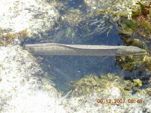 THE MORAY EEL