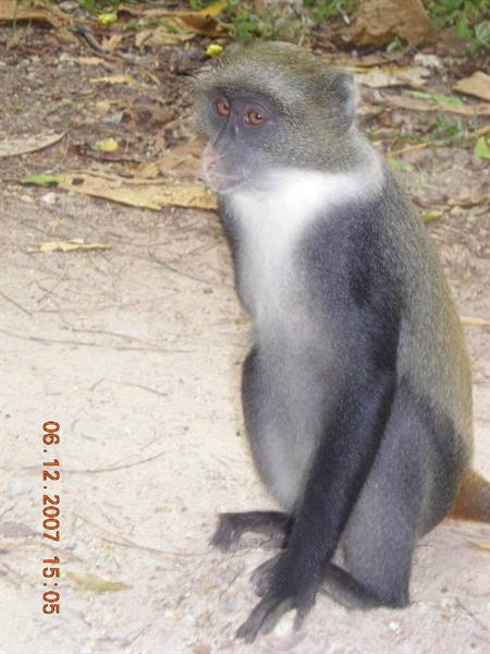 White-chested monkey sitting on sandy ground among dry leaves