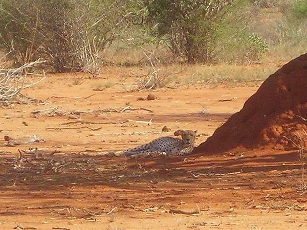 Cheetah resting in the shade of a red termite mound in savanna