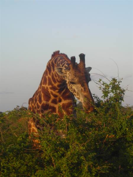 Giraffe eating leaves from a green bush, warm golden light