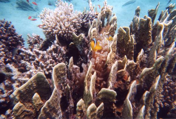 That clown Nemo