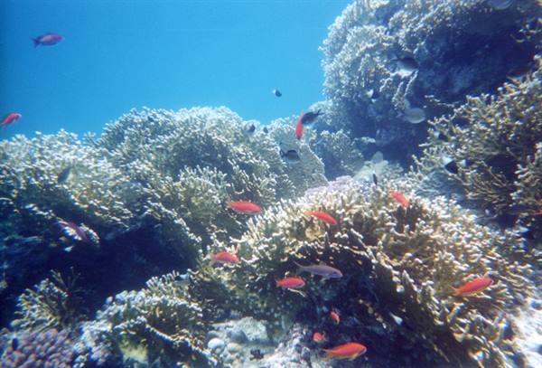 The USUAL aquarium