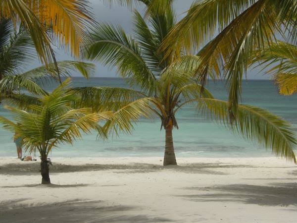 Palm trees on white sand beach, turquoise sea, people sunbathing
