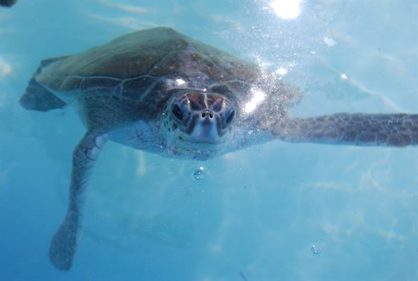 Sea turtle swimming underwater toward camera, fins spread, sunlight on shell