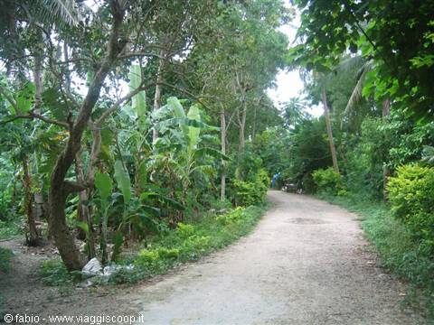 rich vegetation