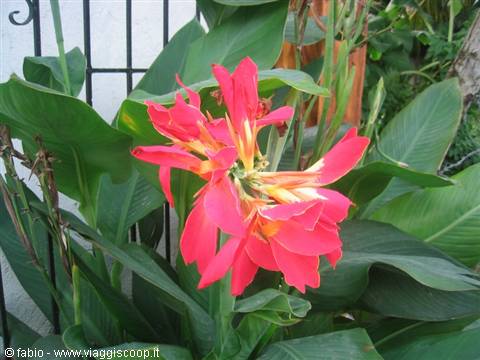 Pink canna flower with green leaves beside a black metal fence
