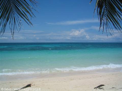 Palm fronds over white sand beach and turquoise sea