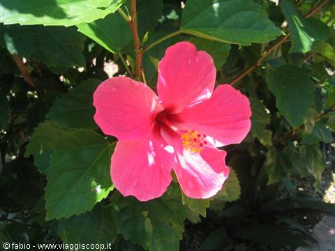 hibiscus