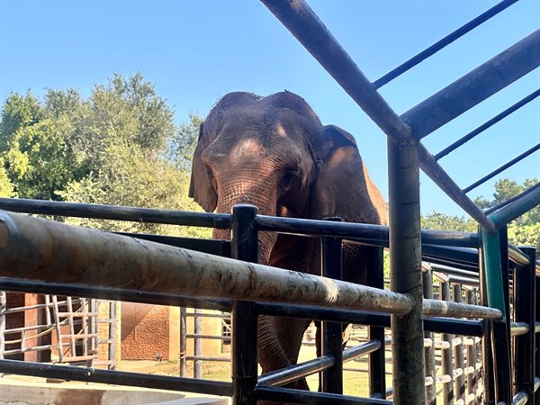 A silent encounter with the gentle elephant under the sun.