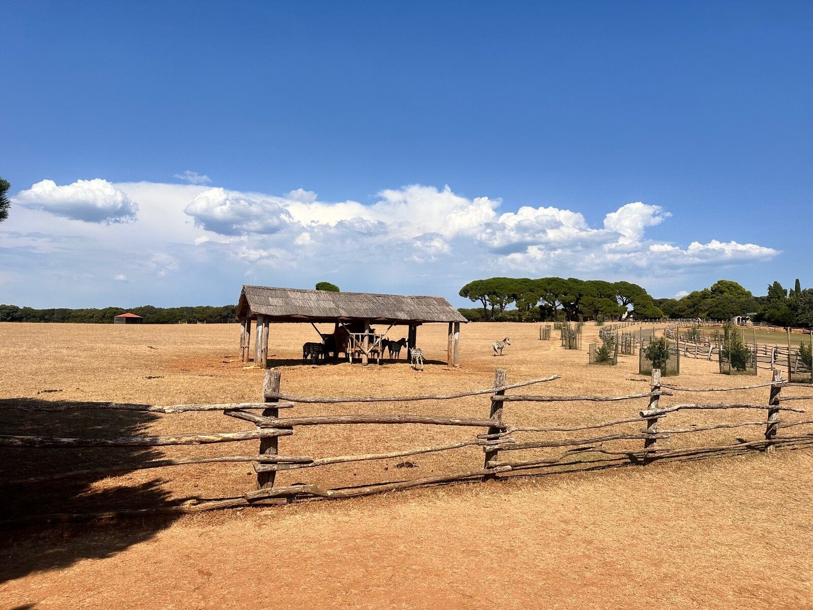 Golden afternoon among the zebras at the safari park, under an endless sky.