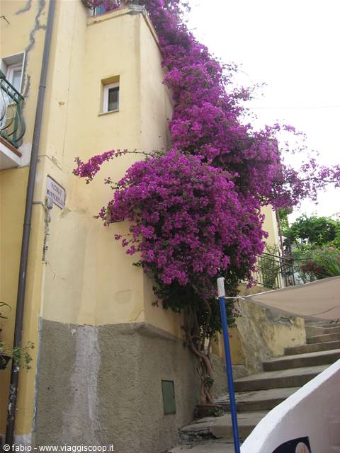 Fuchsia bougainvillea on yellow house beside stone staircase