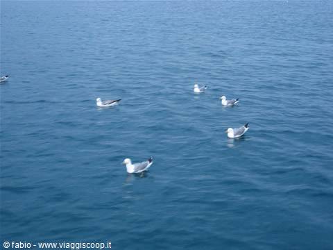 seagulls