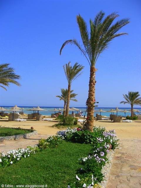 palms at the veraclub elphistone