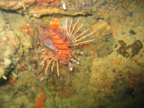 scorpion fish photographed while freediving at about 6 metres deep