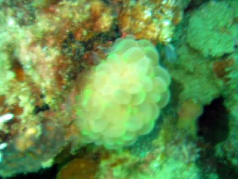 anemone