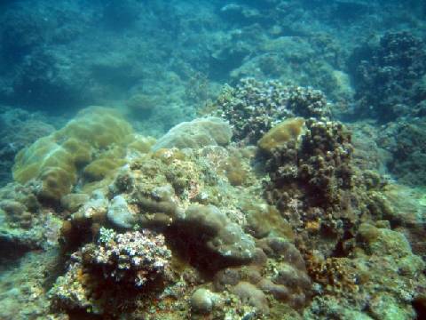 seabed 