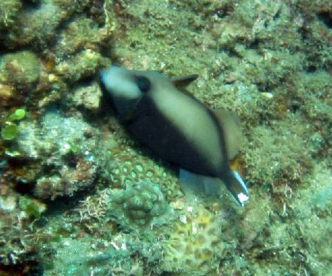 surgeonfish ;)