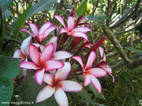 beautiful tropical flower