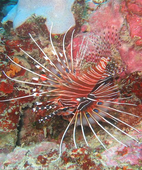Lionfish with striped fins spread among red coral in blue water
