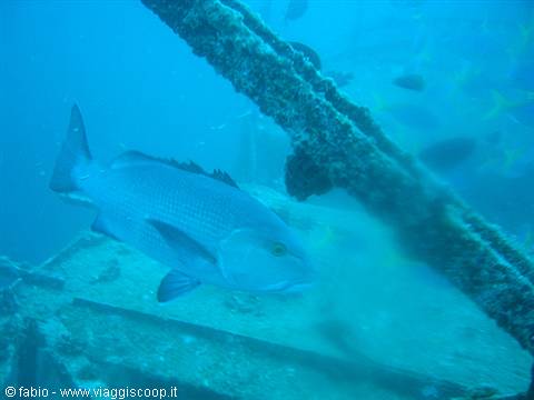 grouper fish