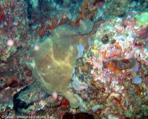 frog fish