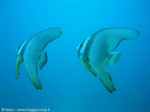 batfish