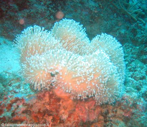 soft coral