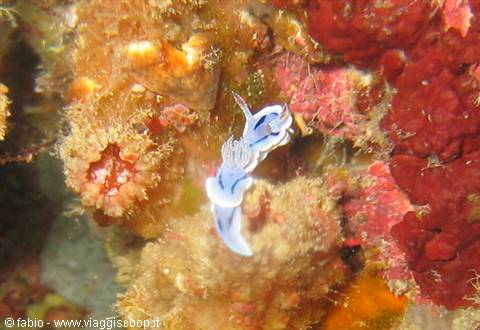 nudibranchia