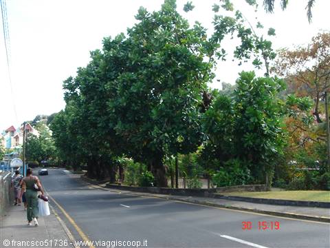 Woman walks on sidewalk beside a road shaded by breadfruit trees