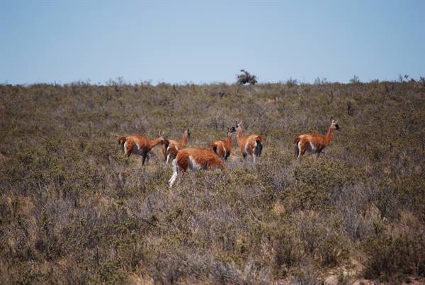 Valdés Peninsula - Guanaco