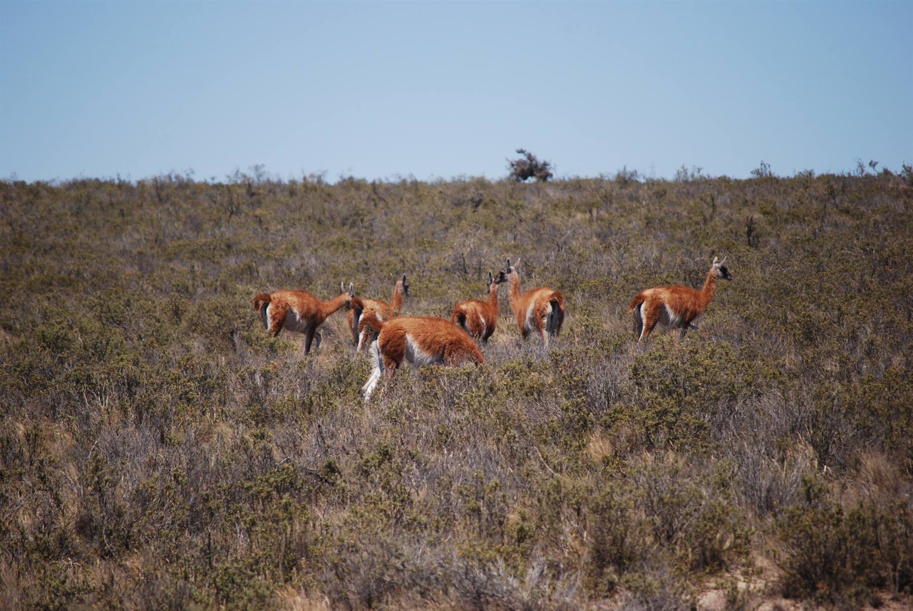 Valdés Peninsula - Guanaco